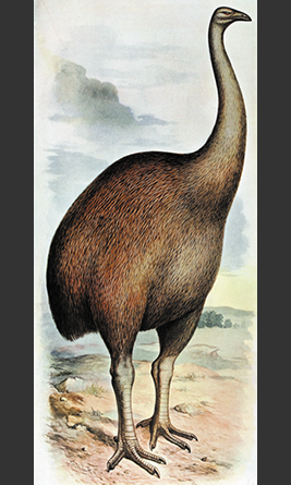 Giant moa which was painted in 19th century by
Frohauk