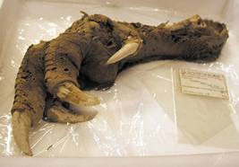 Preserved Highland moa's foot