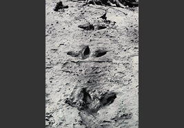 Preserved footprints of a Giant moa found in 1911