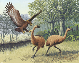 Painting of a Haast's eagle attacking moas
