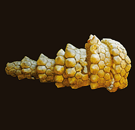 グリプトドンの尻尾標本