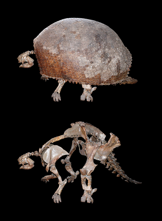 グリプトドンの全身骨格標本 