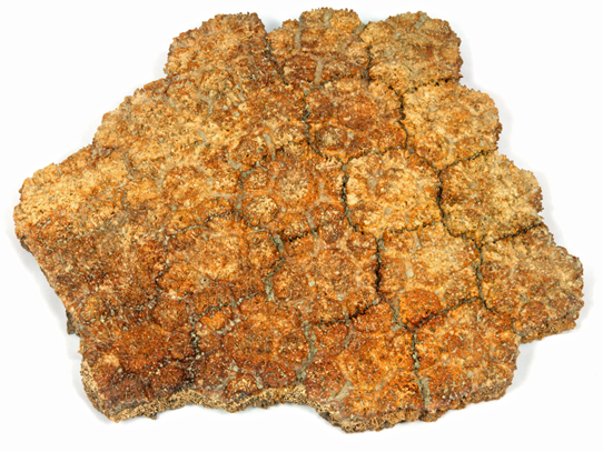 グリプトドンの甲羅標本