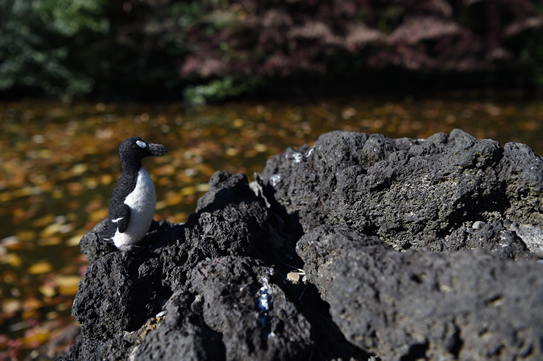 オオウミガラス