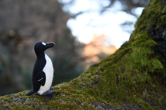 オオウミガラス