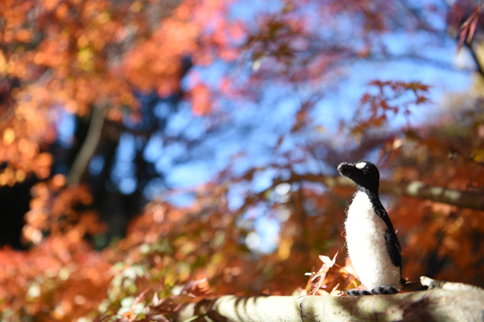 オオウミガラス