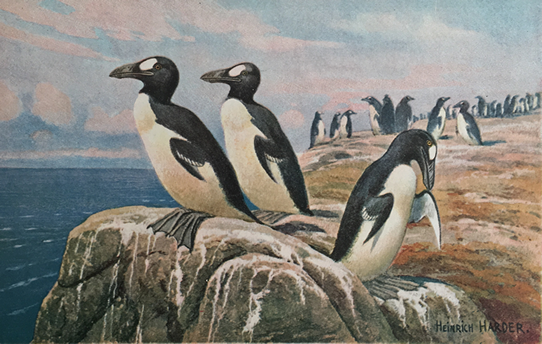 オオウミガラスの博物画