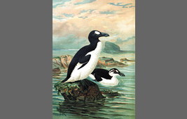 オオウミガラスの博物画（19 世紀）