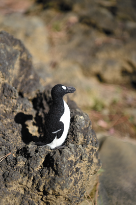 LOST ZOOオオウミガラスの放飼場風景