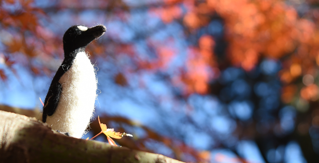 オオウミガラス