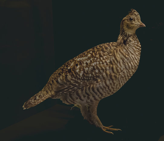 ヒースヘンの剥製＠フィールド自然史博物館