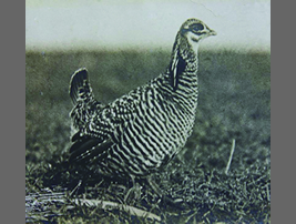 在りし日に撮影されたヒースヘンの写真①