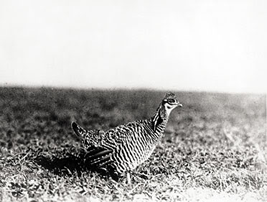 在りし日に撮影されたヒースヘンの写真②