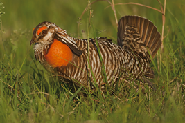 ソウゲンライチョウ
