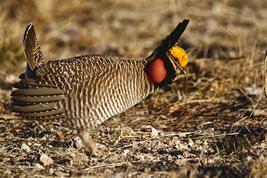 ヒメソウゲンライチョウ