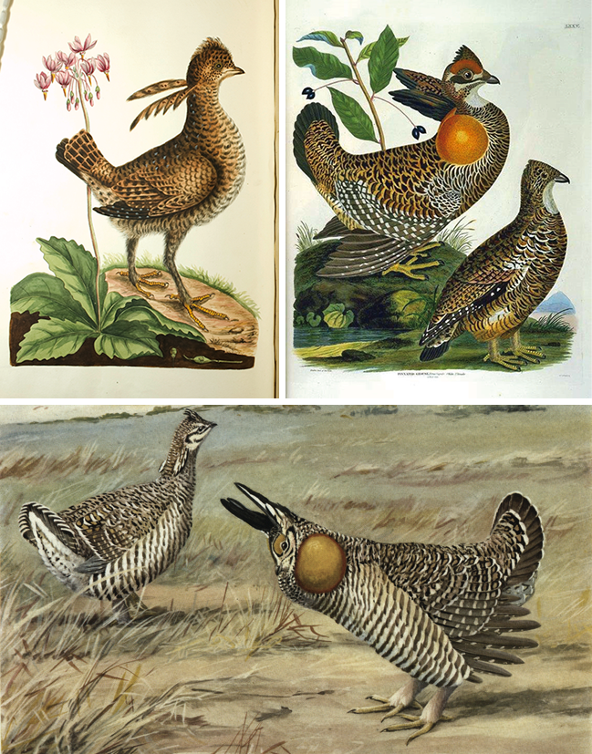 ヒースヘンの博物画