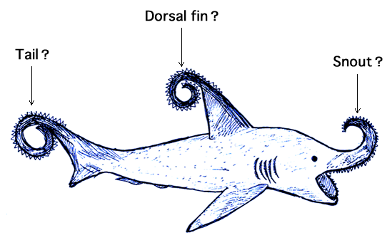 Helicoprion