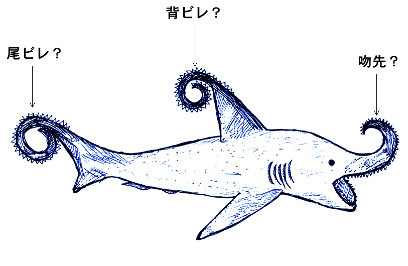 ヘリコプリオンに関して化石を通じて残された手がかりは、tooth whorl と頭蓋骨と下顎の押しつぶされた軟骨の痕だけである。ここにあるイメージは他の古代ザメやギンザメを基に推測された、復元図である。