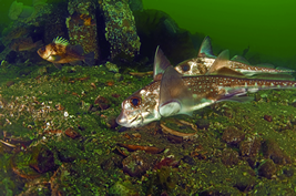 近縁種のスポッティド・ラットフィッシュ