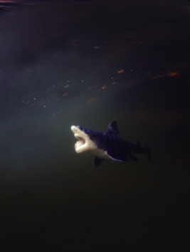 LOST ZOOヘリコプリオンの放飼場風景