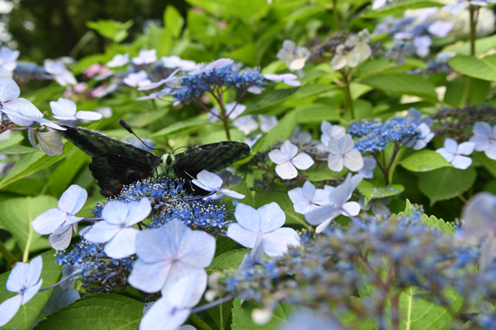 ジャマイカニシキオオツバメガ