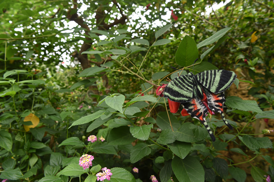 ジャマイカニシキオオツバメガ