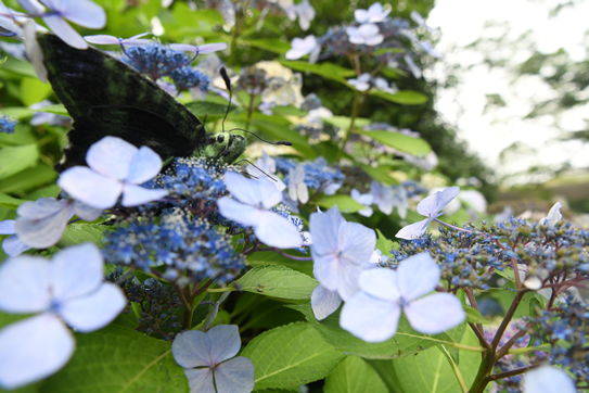 ジャマイカニシキオオツバメガ