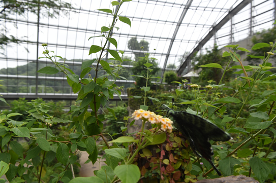 ジャマイカニシキオオツバメガ