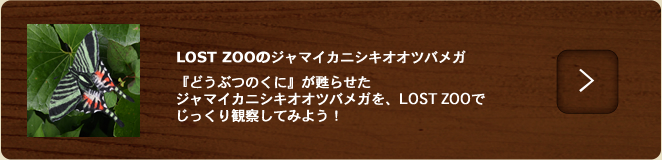 ジャマイカニシキオオツバメガ