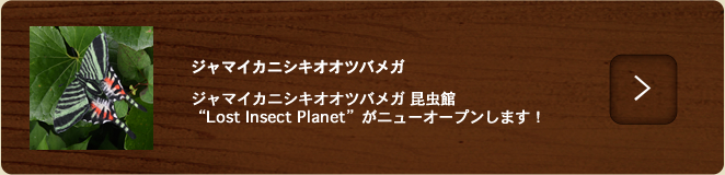 ジャマイカニシキオオツバメガ