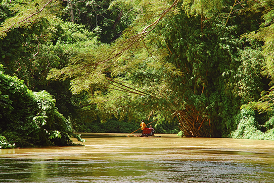 ジャマイカの熱帯雨林