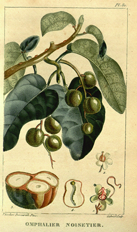 幼虫が餌として好む植物、セイヨウハシバミの一種