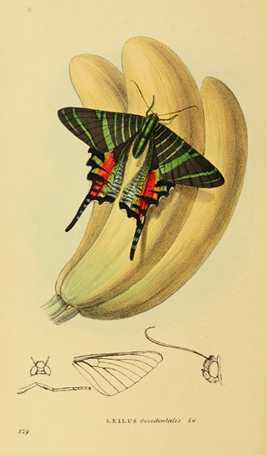 ジャマイカニシキオオツバメガの博物画 