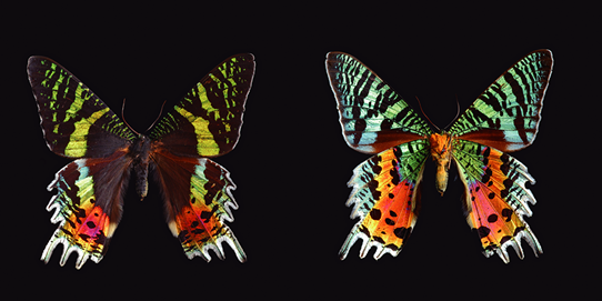 マダガスカルニシキオオツバメガ（裏表） 