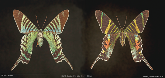 ジャマイカの熱帯雨林