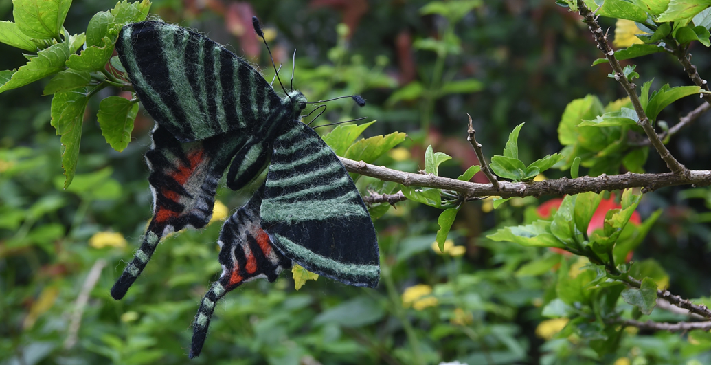 ジャマイカニシキオオツバメガ
