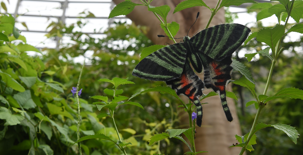 ジャマイカニシキオオツバメガ