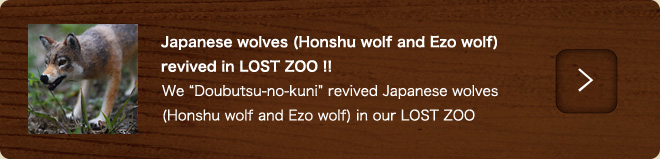 Japanese or Honshu wolf