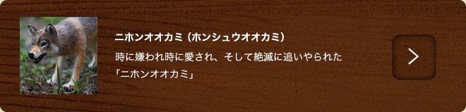 ニホンオオカミ（ホンシュウオオカミ）