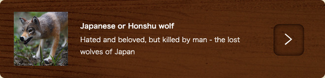 Japanese or Honshu wolf