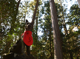 ニホンオオカミを祀る三峯神社の狛犬