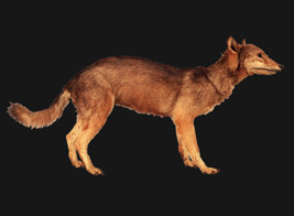 ニホンオオカミの剥製（ライデン博物館所蔵）