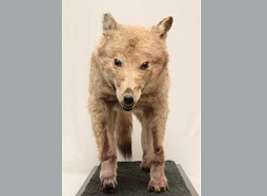 ニホンオオカミの剥製（東京大学大学院農学生命科学研究科）