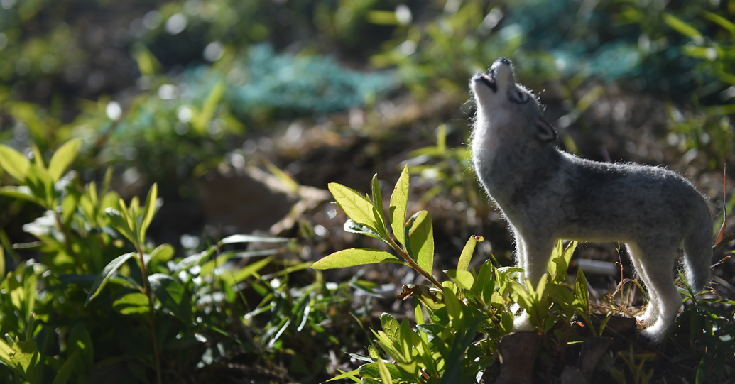 ニホンオオカミ（ホンシュウオオカミ）