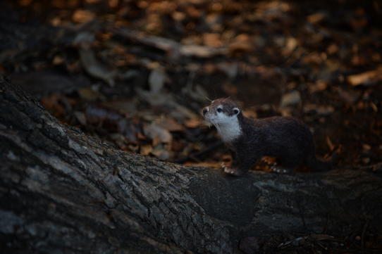 二ホンカワウソ