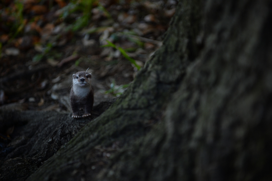 二ホンカワウソ