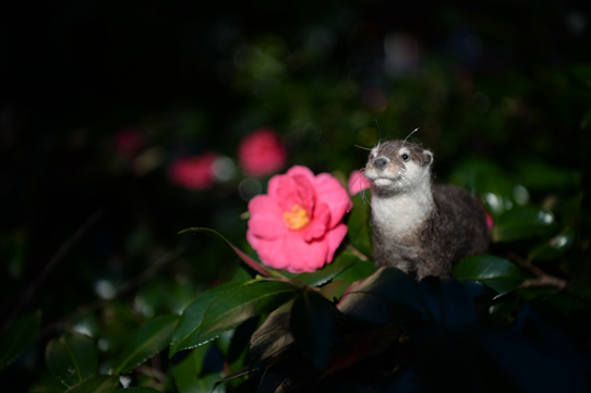 二ホンカワウソ