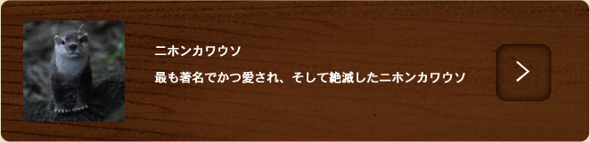 二ホンカワウソ