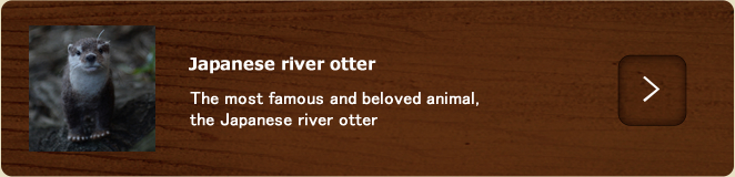 >Japanese river otter