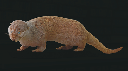 ニホンカワウソの剥製＠とべ動物園